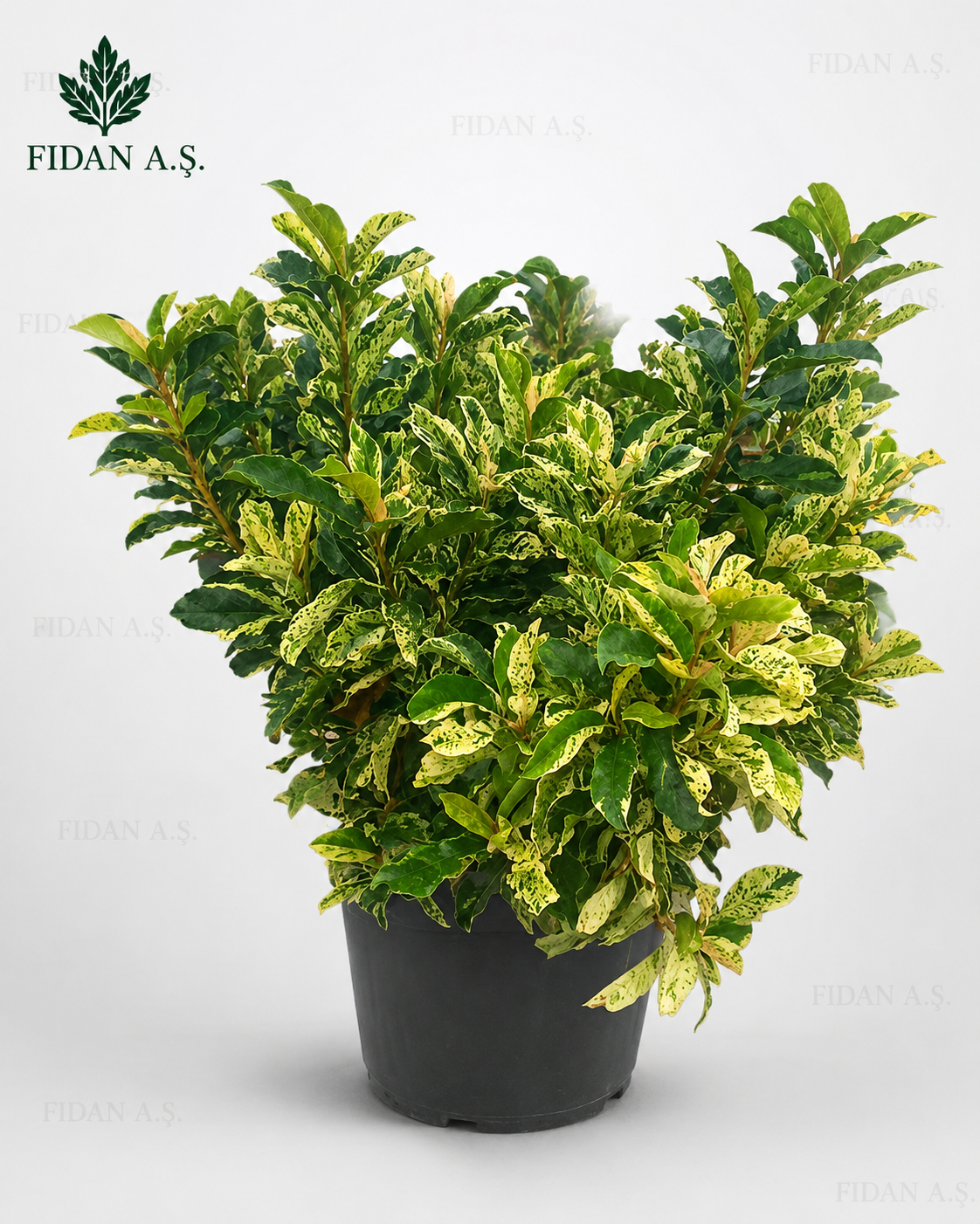 Photinia Serrulata Pink Crispy